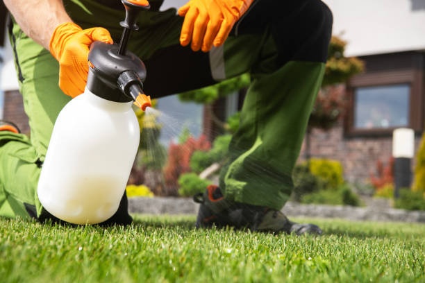 Wasp Removal Services in Beverly Hills, FL