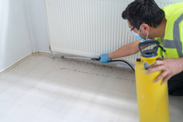 Best Termite Control Services  in Beverly Hills, FL