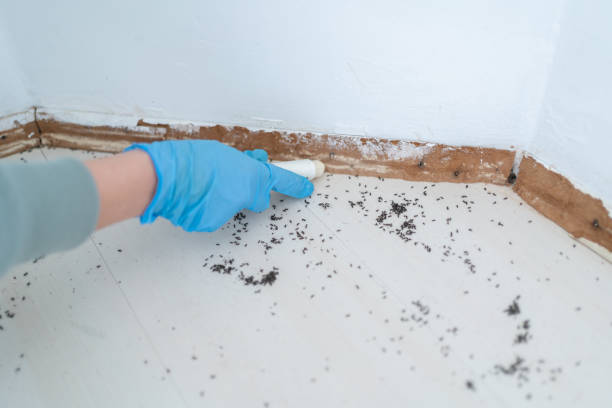 Best Flea Control Services  in Beverly Hills, FL